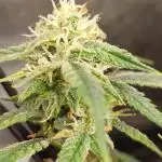 Divine Seeds Auto Black Opium