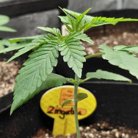 Original Sensible's Zingatsu