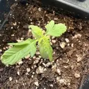 Spliff's Auto Neville's Haze Outdoor GER