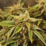 Divine Seeds Auto Divine Rapier