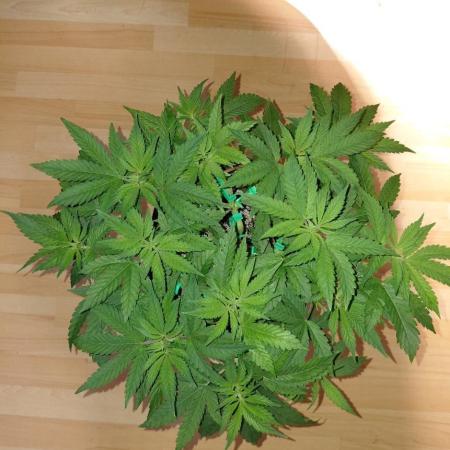 Original Sensible's Zingatsu