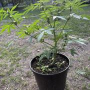 Delicious Seeds' Neville's Rose Auto OD