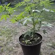 Delicious Seeds' Neville's Rose Auto OD