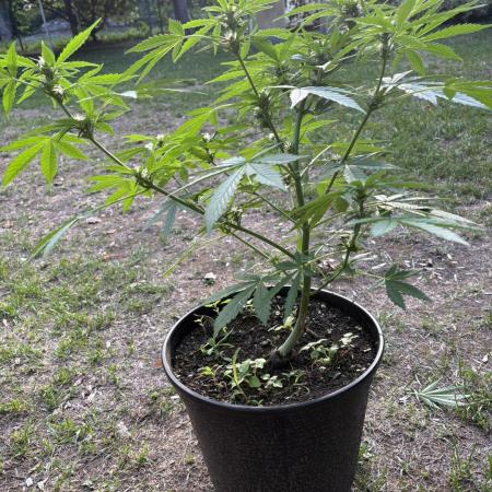 Delicious Seeds' Neville's Rose Auto OD