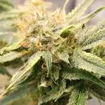 Divine Seeds Auto Moon Rock