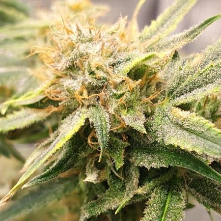 Divine Seeds Auto Moon Rock