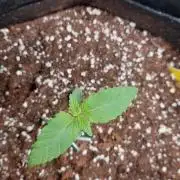 Original Sensible's Zingatsu