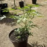 Delicious Seeds' Neville's Rose Auto OD