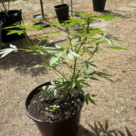 Delicious Seeds' Neville's Rose Auto OD