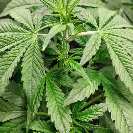 Divine Seeds Auto Black Opium