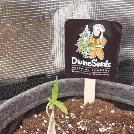Divine Seeds Auto Moon Rock