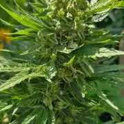 Spliff's Neville's Haze Auto Outdoor run