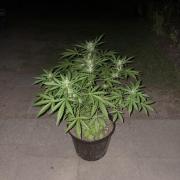 Delicious Seeds' Neville's Rose Auto OD