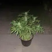 Delicious Seeds' Neville's Rose Auto OD
