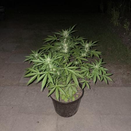 Delicious Seeds' Neville's Rose Auto OD