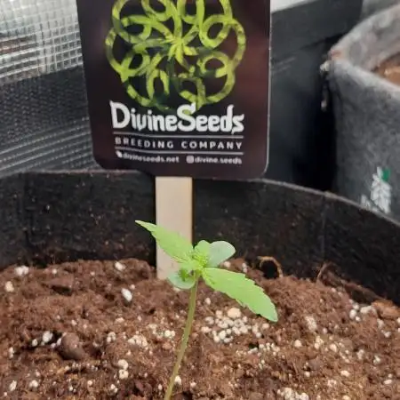 Divine Seeds Auto Black Opium