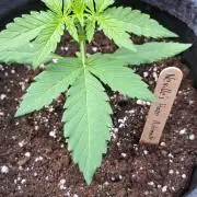 Spliff's Neville's Haze Auto Outdoor run