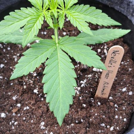 Spliff's Neville's Haze Auto Outdoor run