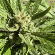 Delicious Seeds' Neville's Rose Auto OD