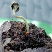 Delicious Seeds' Neville's Rose Auto OD
