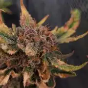 Divine Seeds Auto Moon Rock