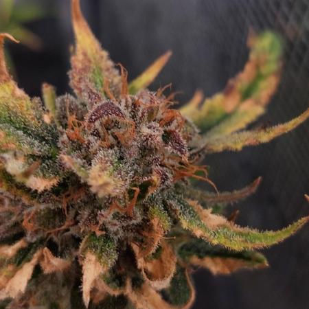 Divine Seeds Auto Moon Rock