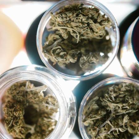 Essential Guide to Growing Stardawg