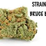 Bruce Banner Cannabis Seeds.