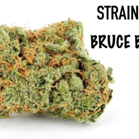 Bruce Banner Cannabis Seeds.
