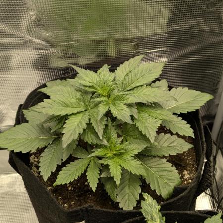 Boofy's Growing Up