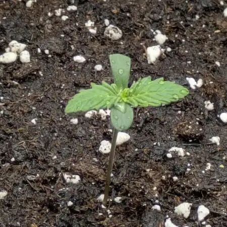 Boofy's Growing Up