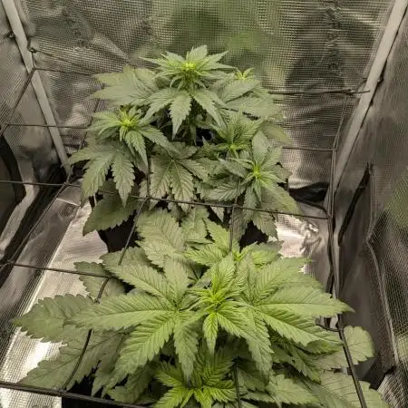 Boofy's Growing Up