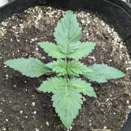 Boofy's Growing Up
