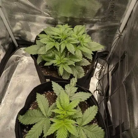 Boofy's Growing Up
