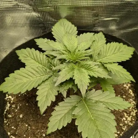 Boofy's Growing Up