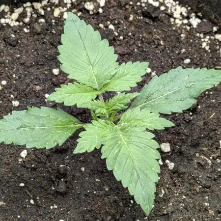 Boofy's Growing Up