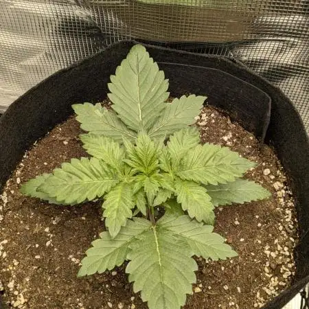 Boofy's Growing Up