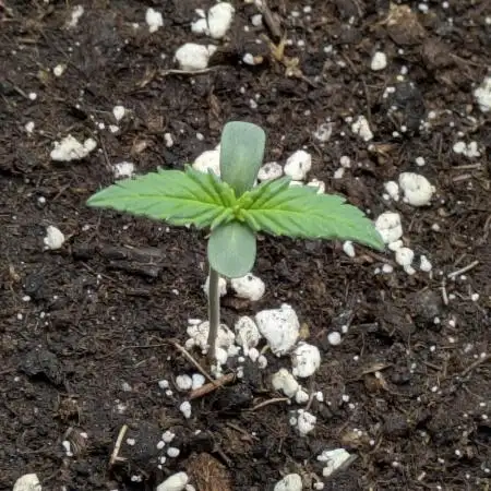 Boofy's Growing Up