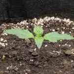 Boofy's Growing Up