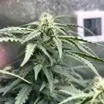 .Auto kabul. 95%indica