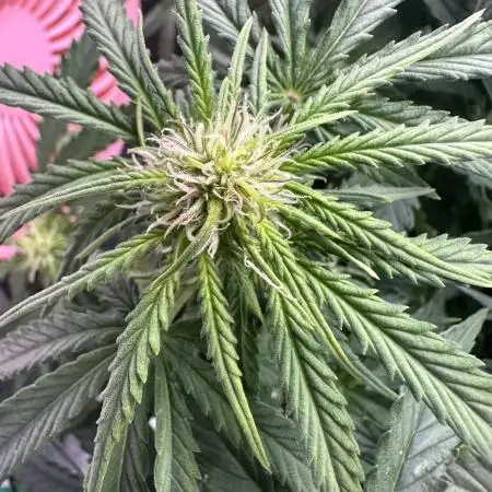 First grow with science.Auto kabul