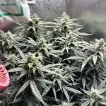 .Auto kabul. 95%indica