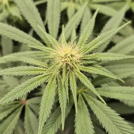 Lemon Cherry Gelato - FIRST GROW