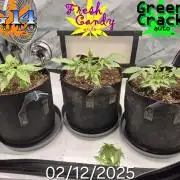 3x AUTOFLOWER tryout