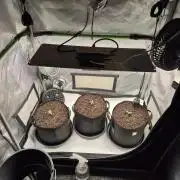 3x AUTOFLOWER tryout