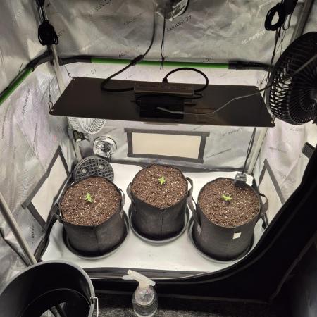 3x AUTOFLOWER tryout