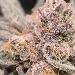 Lemon Cherry Gelato - FIRST GROW
