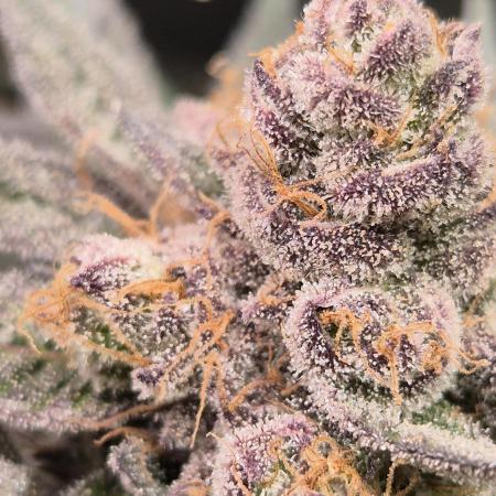 Lemon Cherry Gelato - FIRST GROW