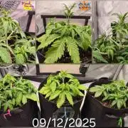 3x AUTOFLOWER tryout