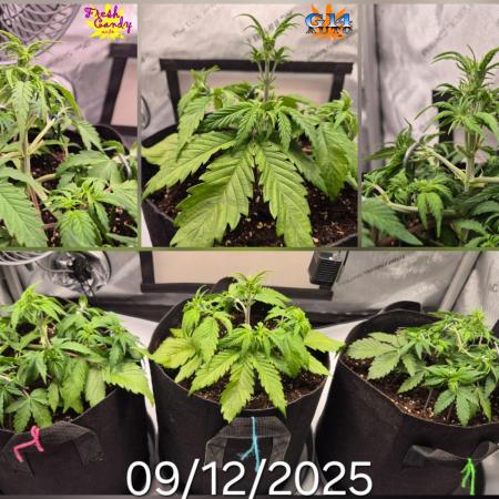 3x AUTOFLOWER tryout